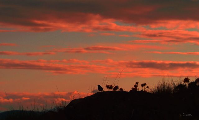 bird silhouette pink clouds ch