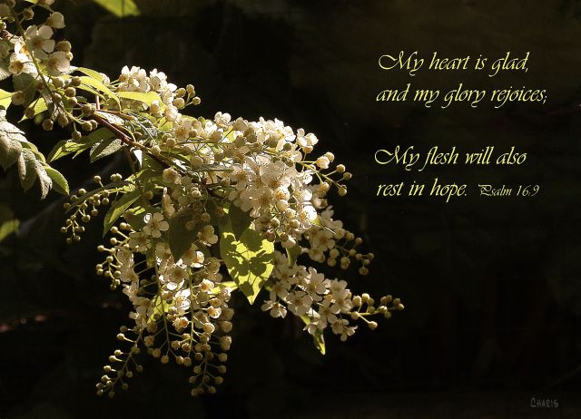 DSC_0013 poster heart glad may flower ch