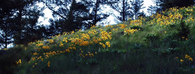 eagersunflowerswide ch