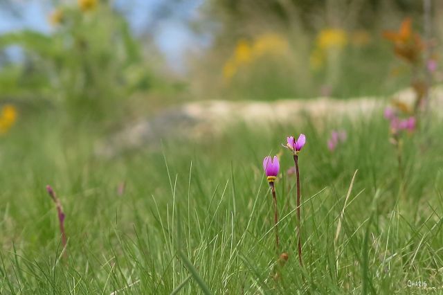 IMG_9029 shooting star