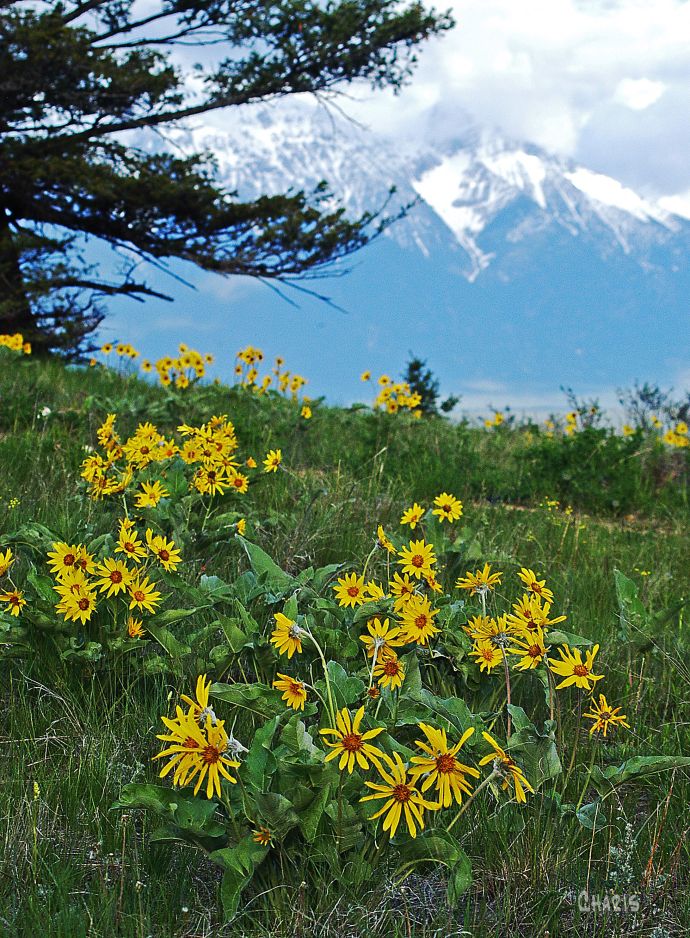 sunflower steeple vertical DSC_0100ch