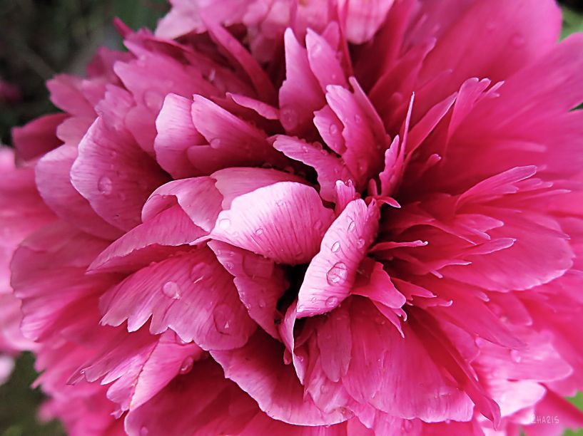 IMG_0366 peopny pink