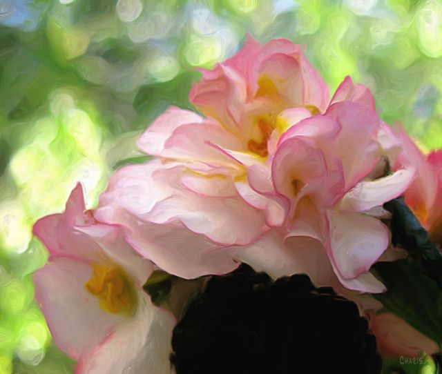 begonia pink ch