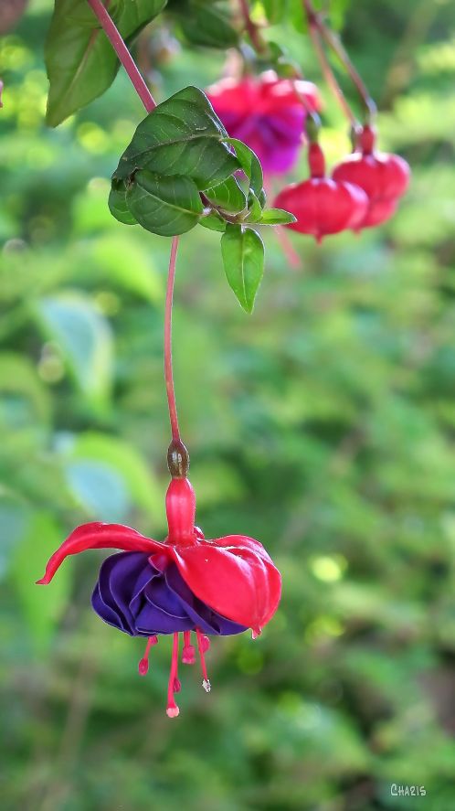 fushia
