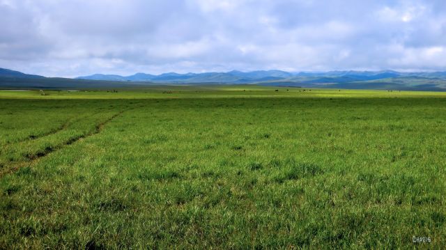 IMG_0644 green pasture longview