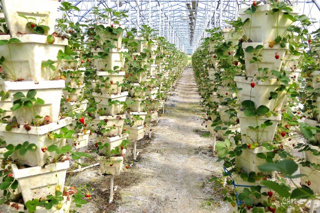 IMG_0702 strawberry house