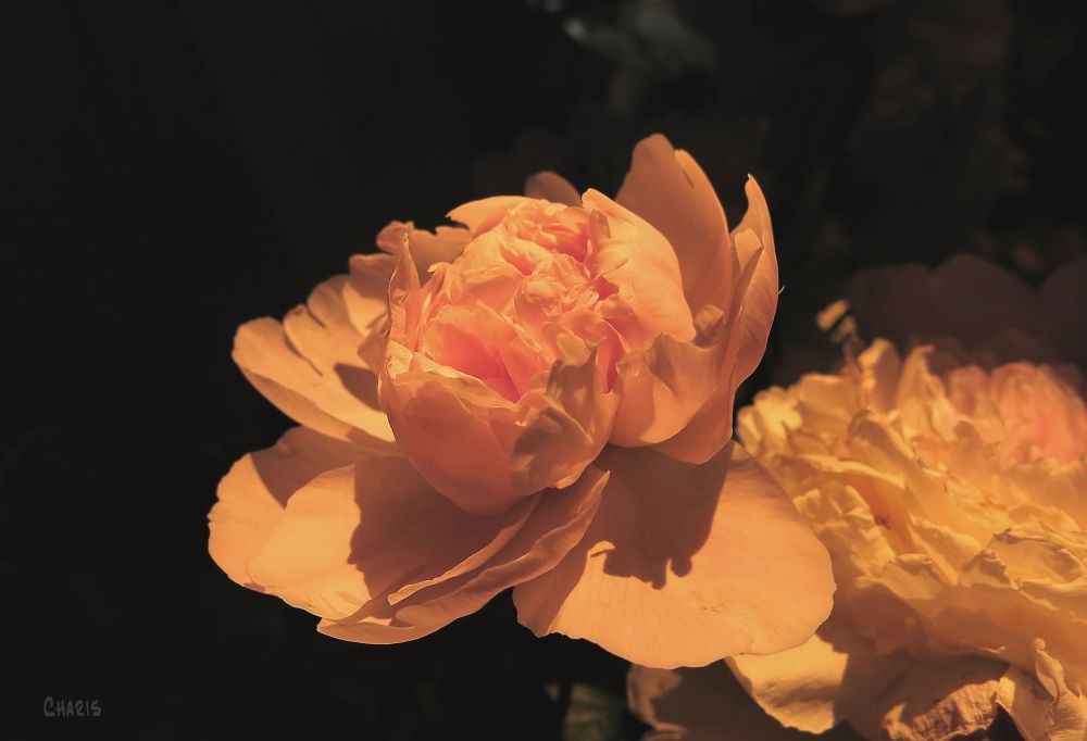 IMG_1420 Wendy's peony 2ch