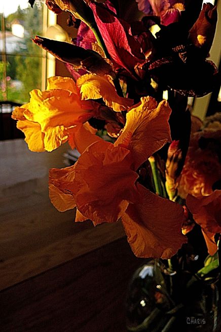 IMG_1435 Wendy's irises 2 ch