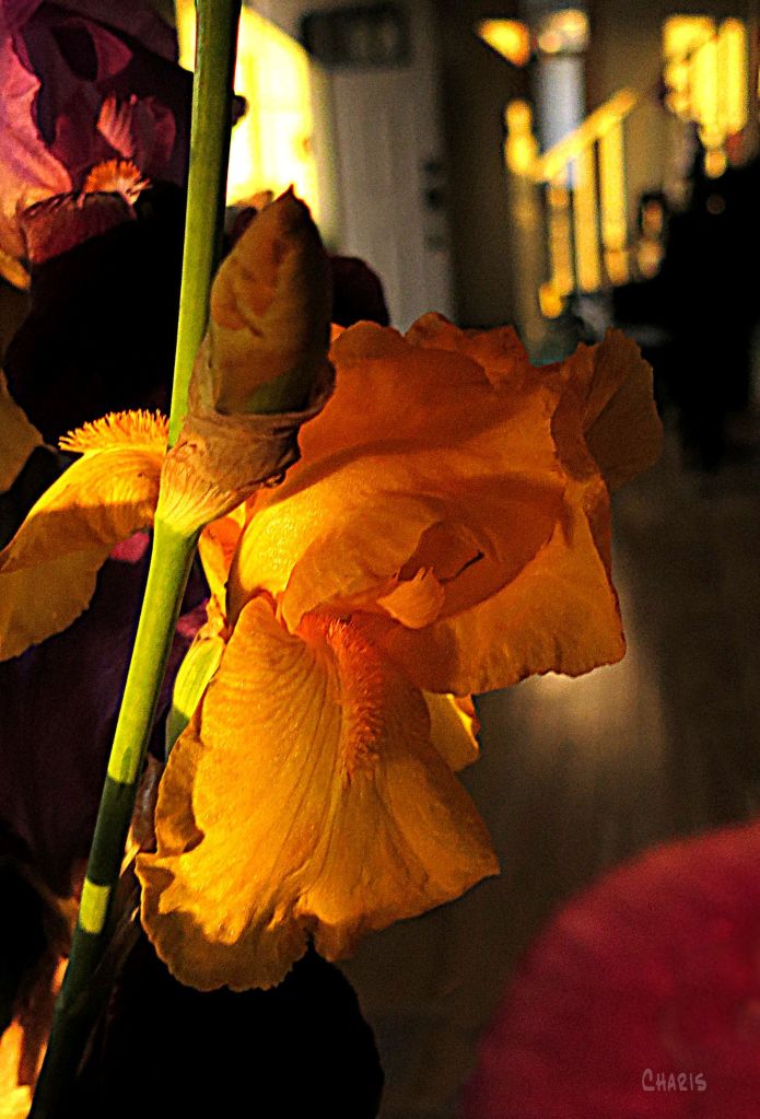 IMG_1437 Wendy's irisch