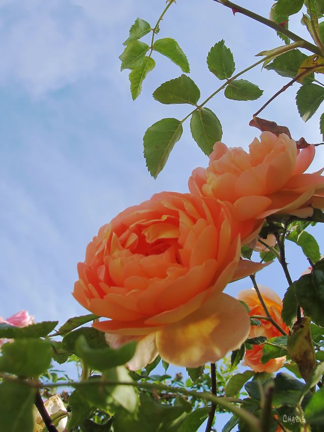 orange rose
