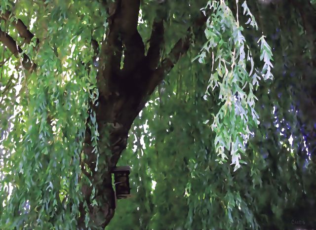 willow birdhouse watercolour