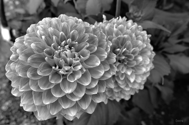 dahlias