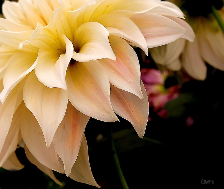 IMG_2237 white pink dahlia corner ch