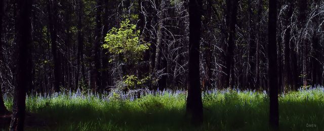 lupin forest DSC_0073 ch