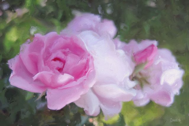 pink rose impasto
