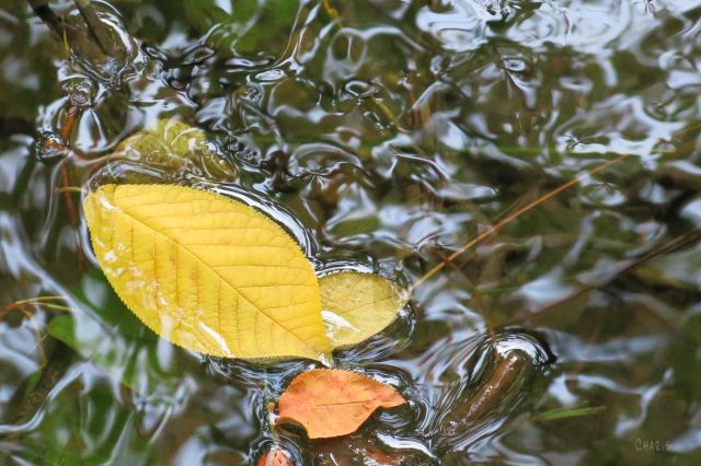 IMG_5120 yellow leaf on water ch