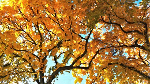 Edmonton autumn elm gouache ch