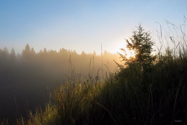 hoh fog grass trees diagonal IMG_4662