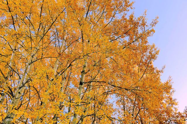 IMG_4960 yellow aspen ch