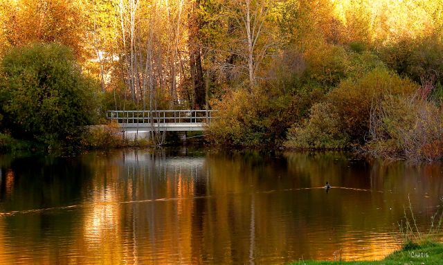 IMG_5749 idlewild bridge oct ch