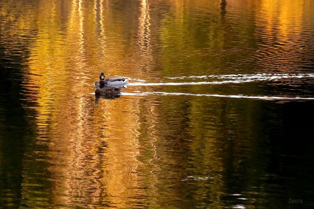IMG_5777 ducks golden pond