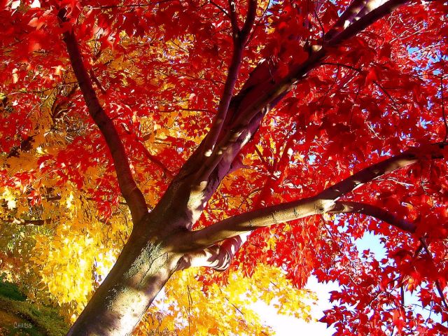 maple red yellow autumn ch