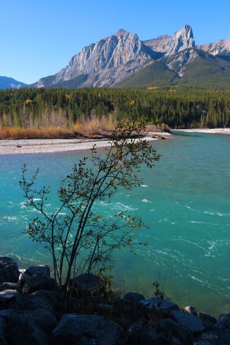 IMG_6622 canmore bow river ch