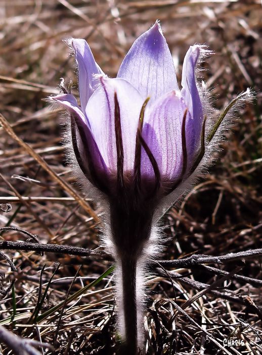 IMG_7852 first crocus 1