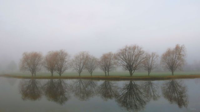 IMG_8230 columbia falls trees reflect fog ch