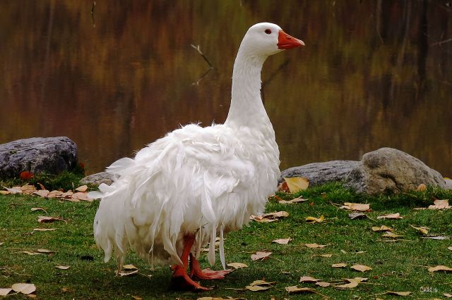 IMG_8543 frazzled goose ch