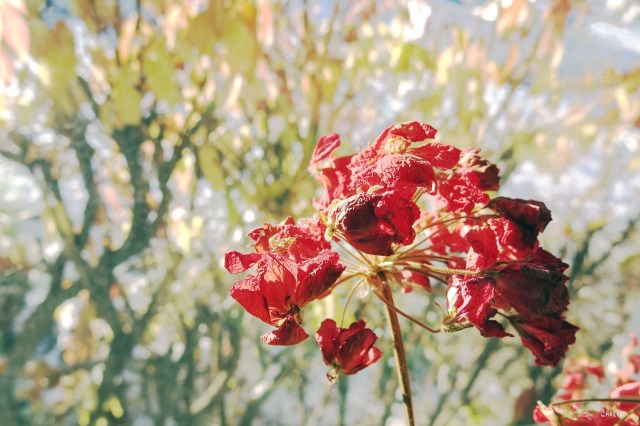 IMG_8967 winter geranium full