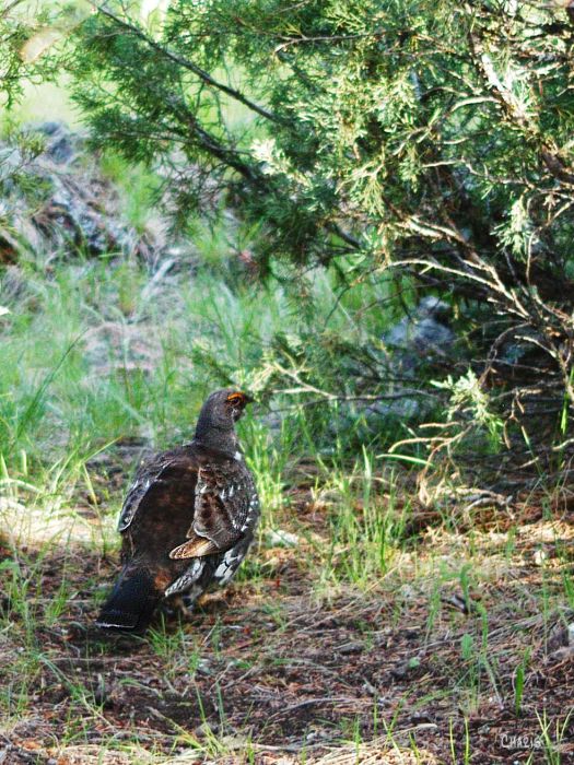 prairie chicken grouse DSC_0060 ch