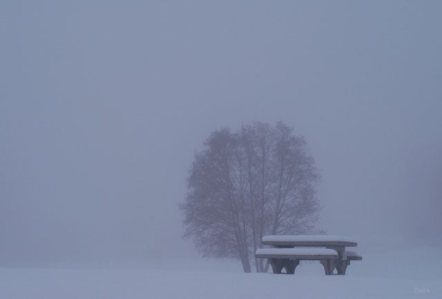 snow table tree kin park winter