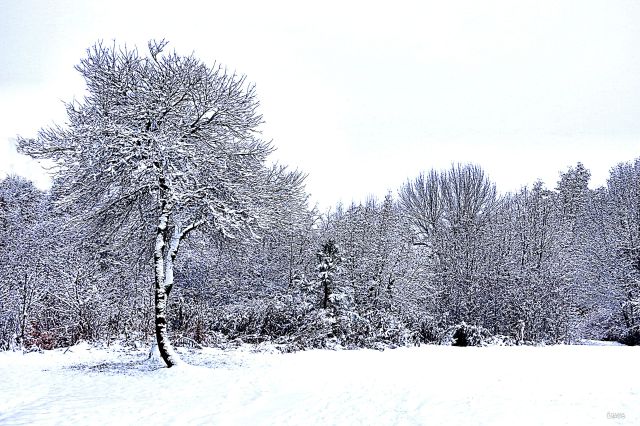 winter kin park blue trees ch IMG_9139