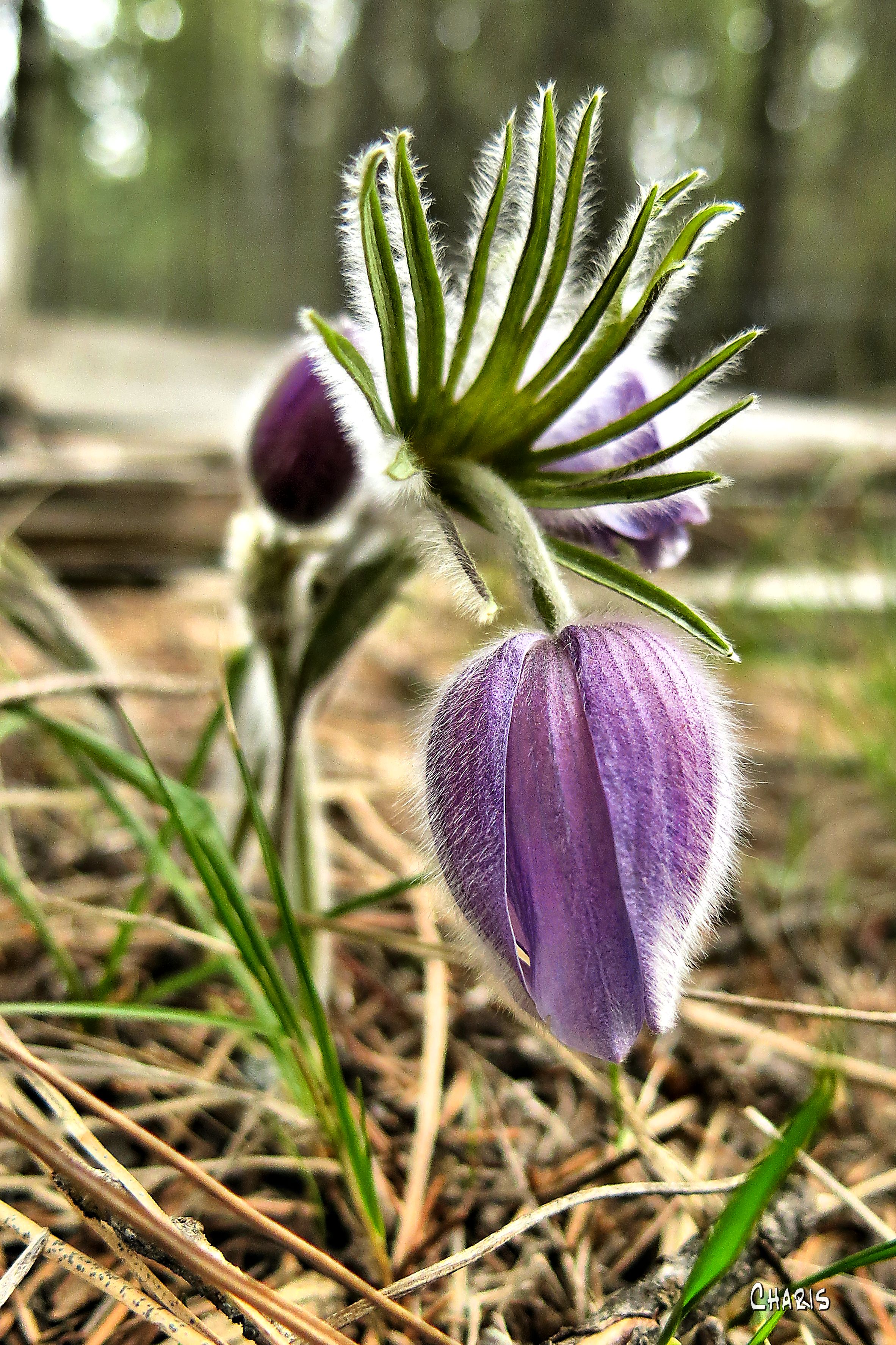 IMG_2302 crocus backlight