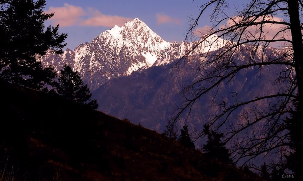 IMG_2437 mountain fisher dark trees ch crop