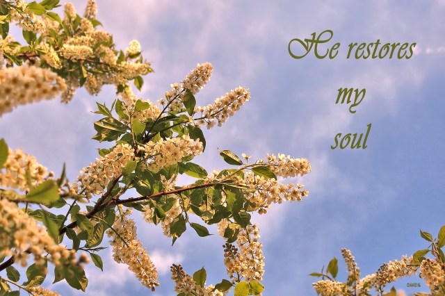 IMG_2656 may tree sky he restores my soul green