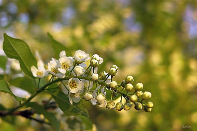 IMG_2666 may tree flower left