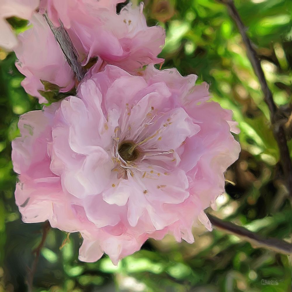 pink blossom flower oil ch spring