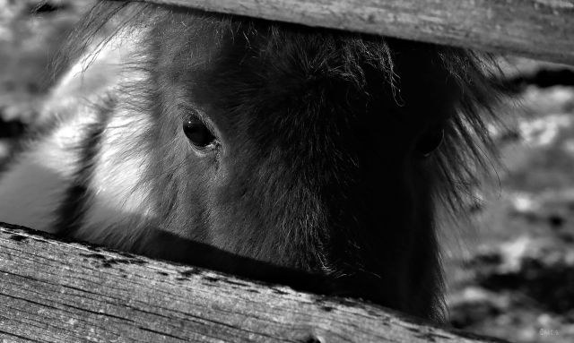 pony bw IMG_0576