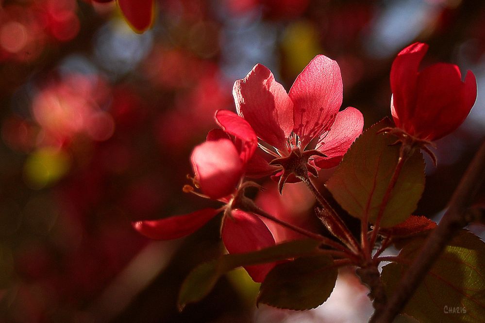 DSC_0015 plum flower backlit 2