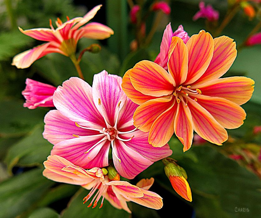 IMG_2217 hot house flowers colour nursey