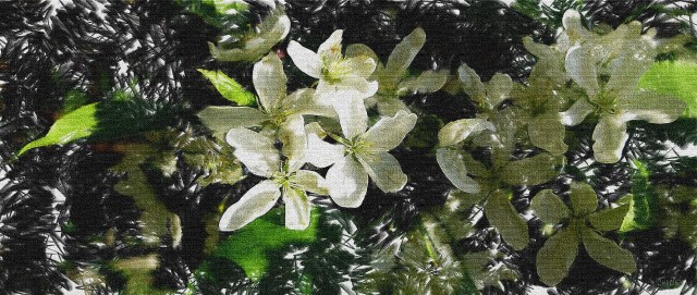 white flowers canvas
