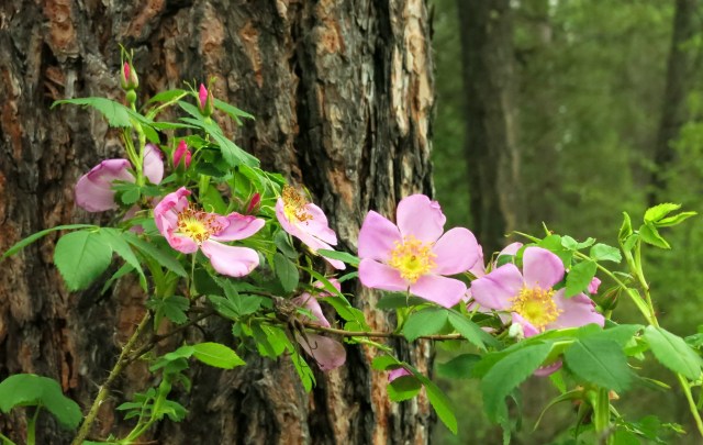 IMG_3041 wild roses woods