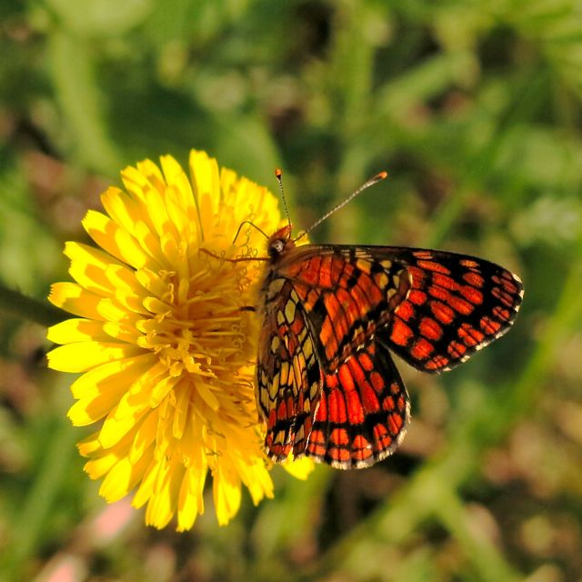 IMG_3447 monarch butterfly