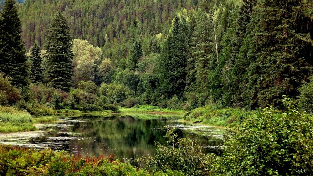 Yahk valley green ch IMG_4504