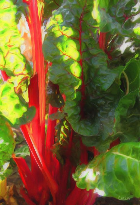 chard red gouache