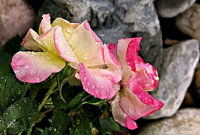 pink yellow rose rain drops IMG_4980