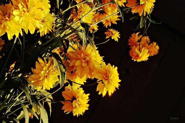 alley flowers ch DSC_0038