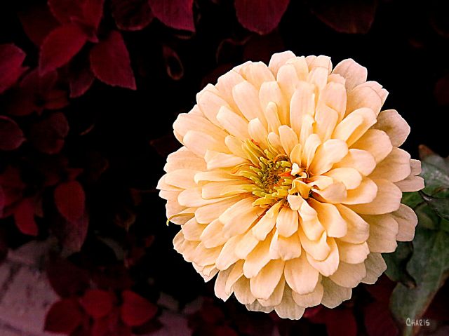 KELOWNA FLOWERS 2 WHITE ZINNIA IMG_5227
